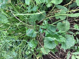 1FB24940-1D43-4111-A7BC-34E53258FA5Baa